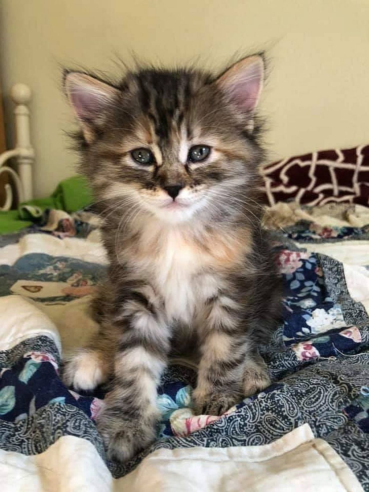 Adopt a Pet | ChaCha